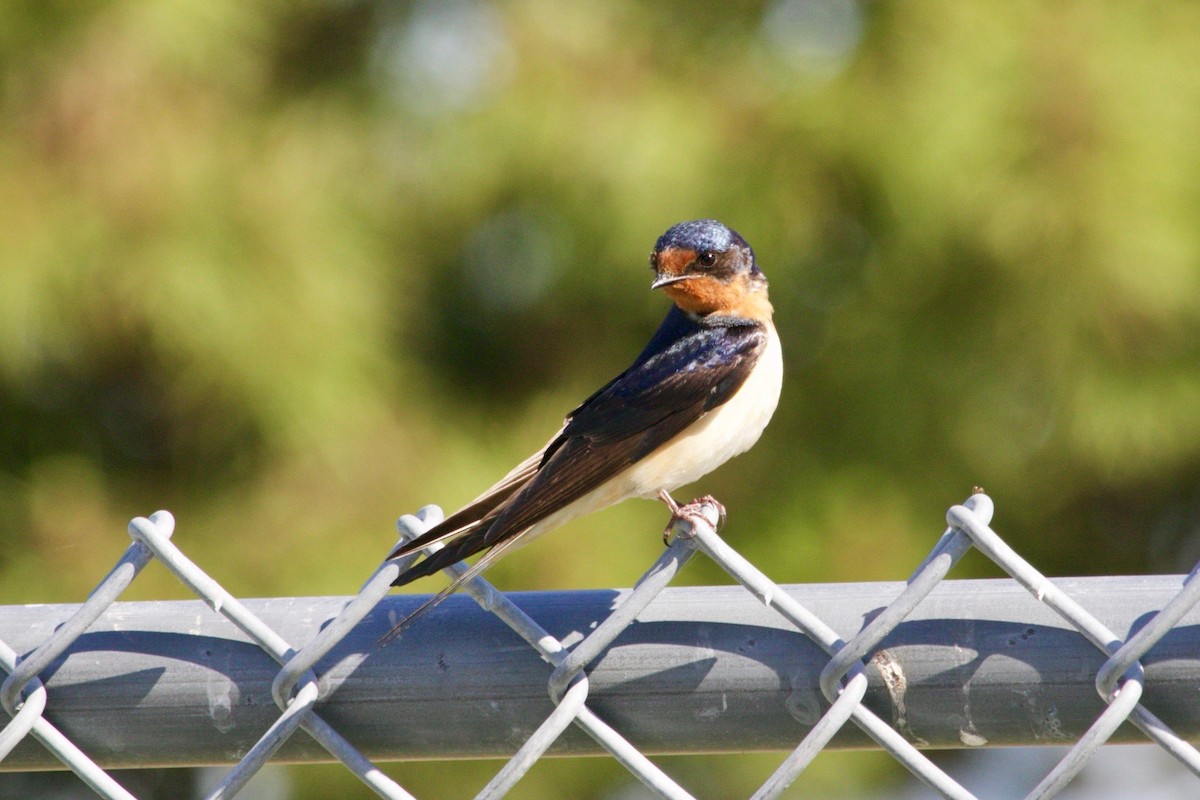 Barn Swallow - ML620011765