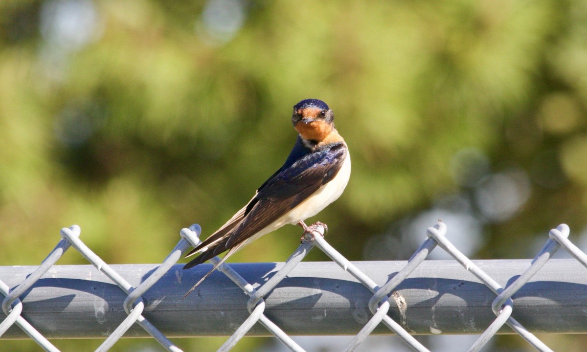 Barn Swallow - ML620011766