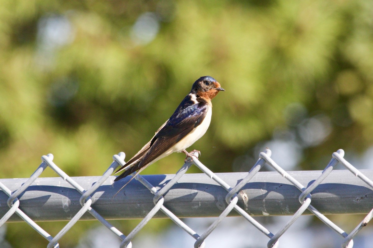 Barn Swallow - ML620011767