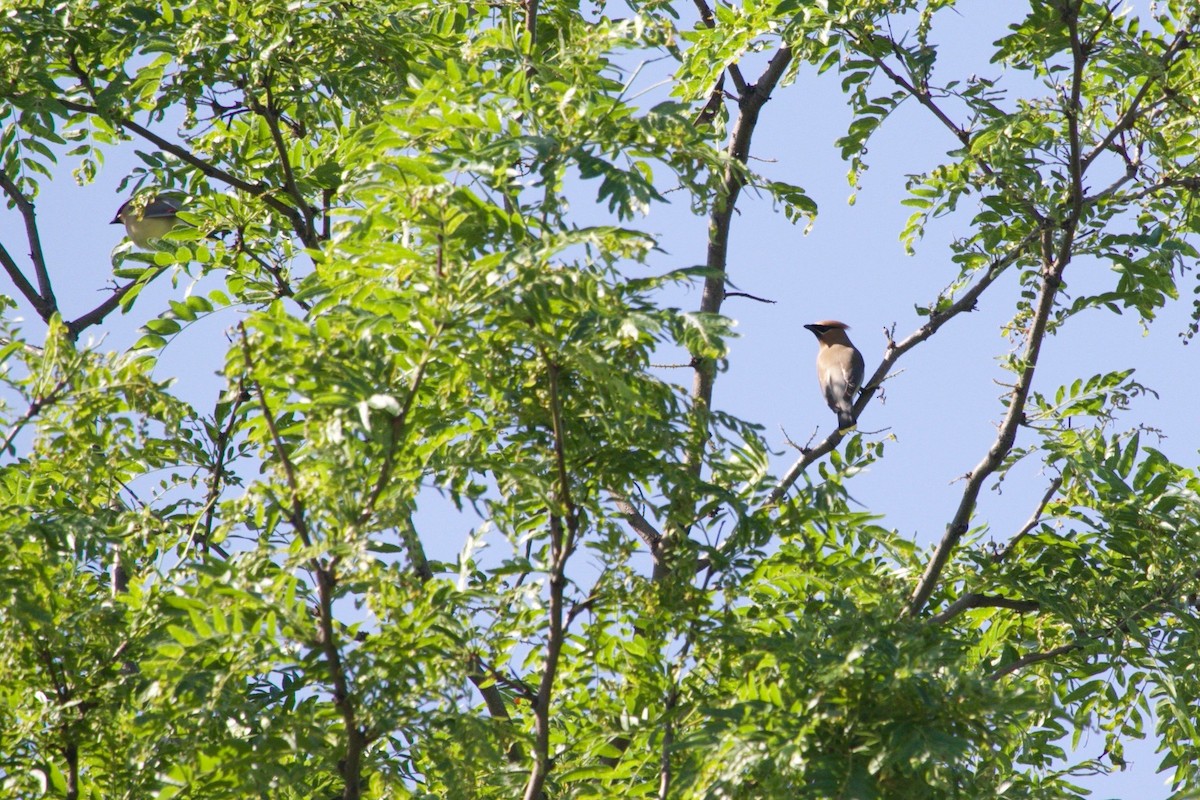 Cedar Waxwing - ML620011774