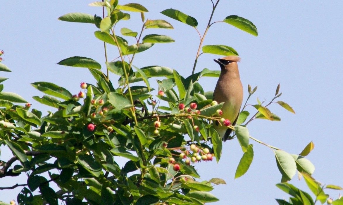 Cedar Waxwing - ML620011775