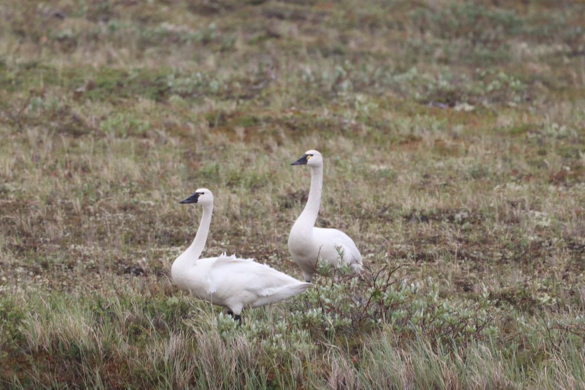 Cygne siffleur - ML620011789