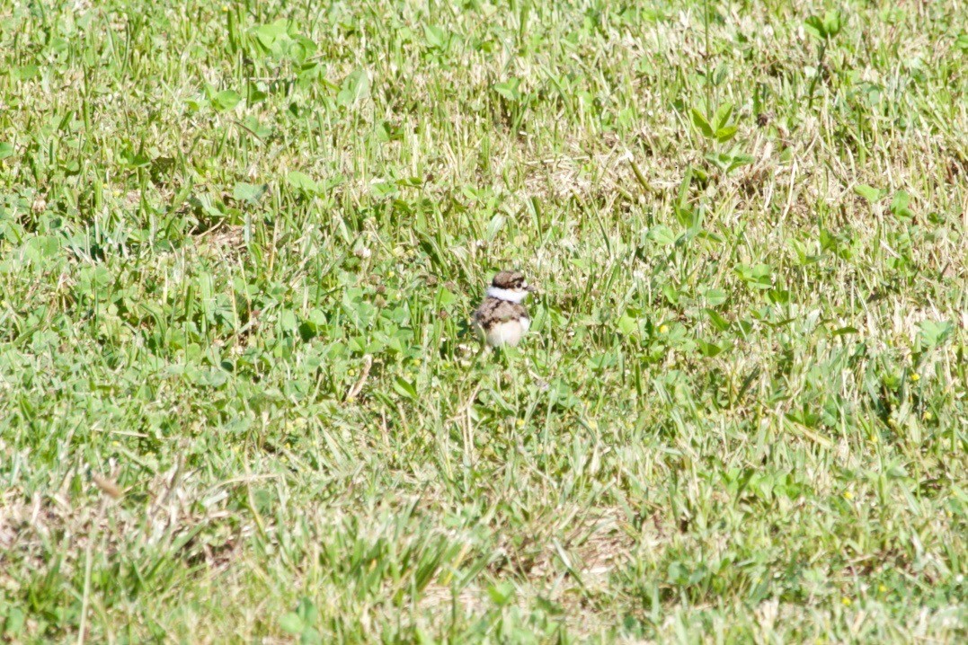 Killdeer - Loyan Beausoleil