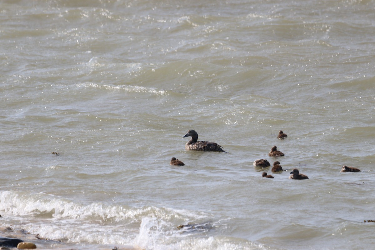 Common Eider - ML620011796