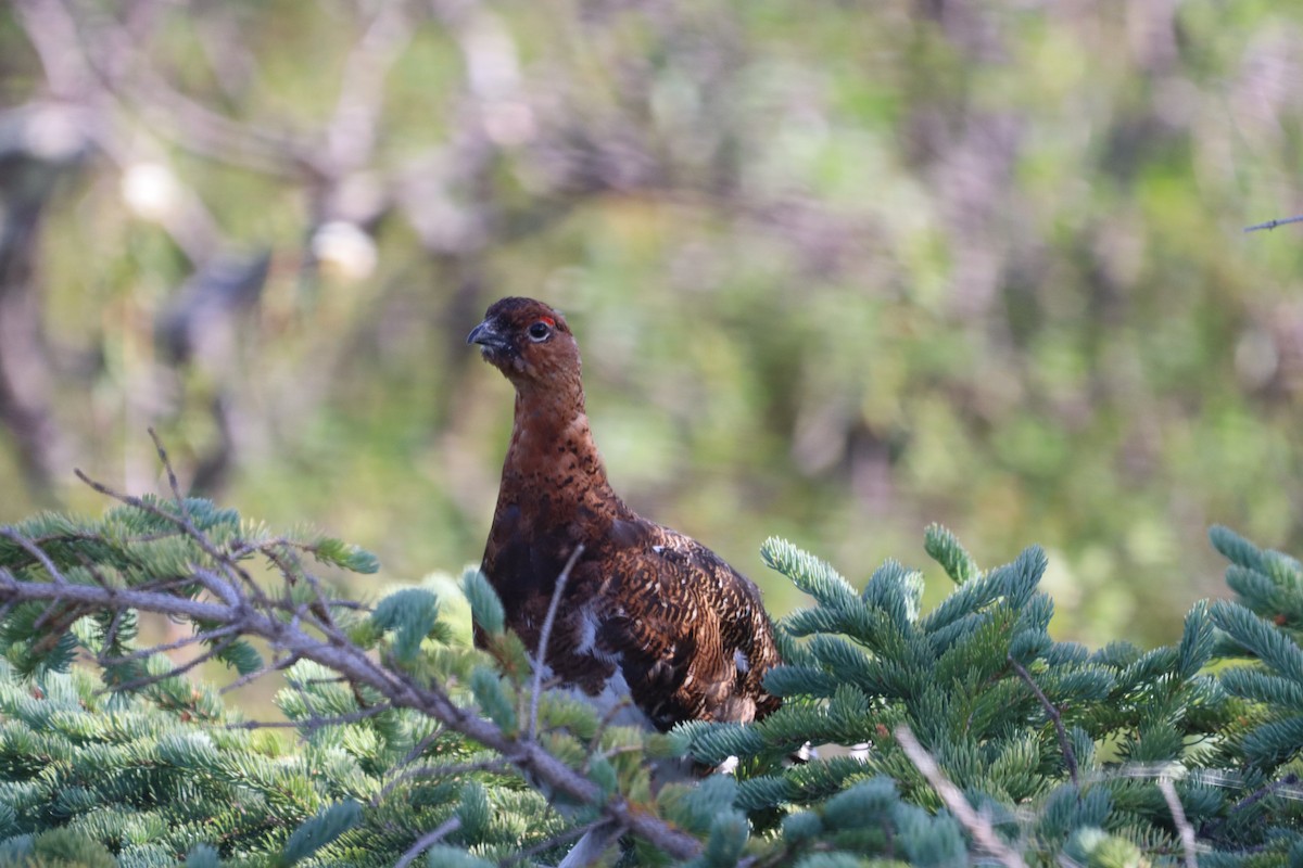 Moorschneehuhn - ML620011799