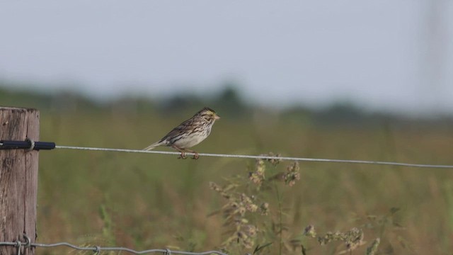 Savannah Sparrow - ML620011806