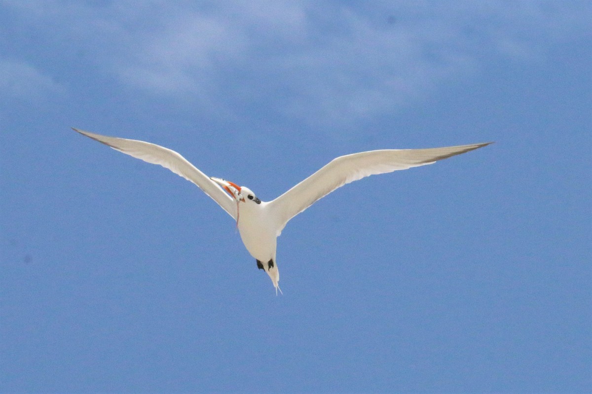 Royal Tern - ML62001181