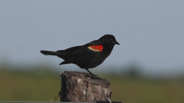 Red-winged Blackbird - ML620011812