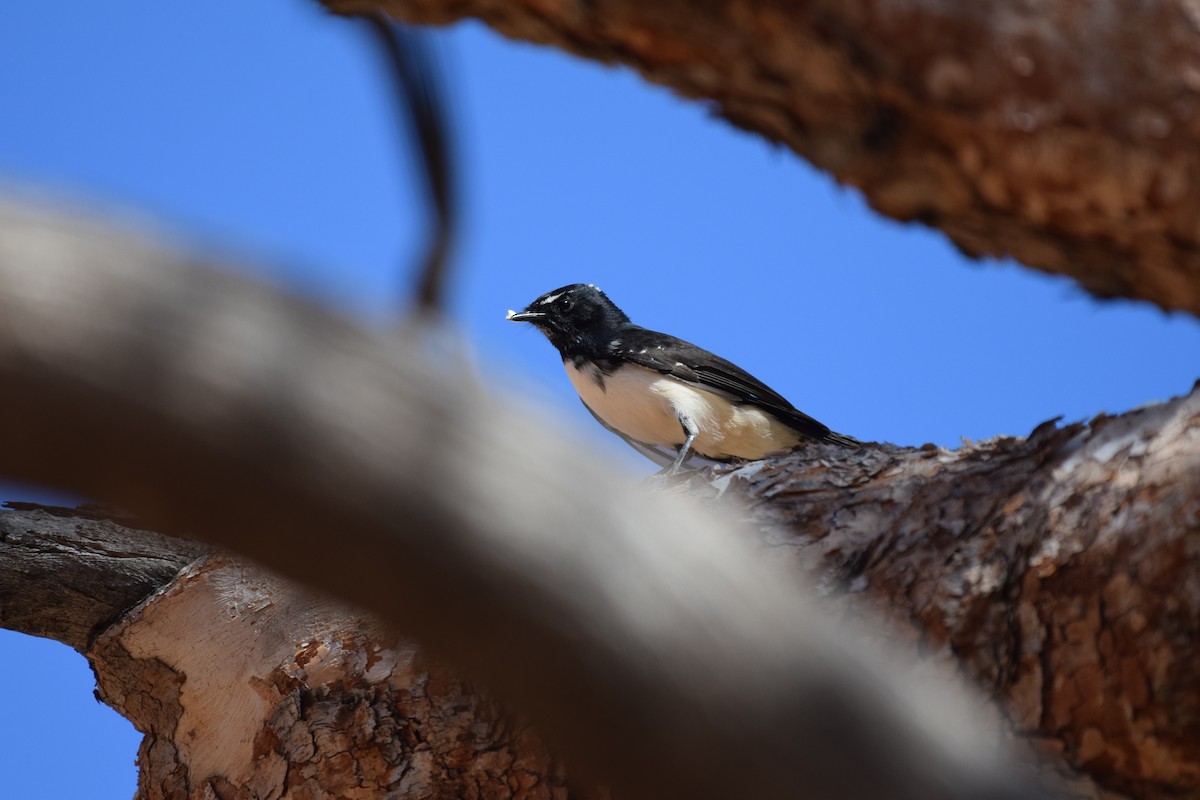Willie-wagtail - ML620011816