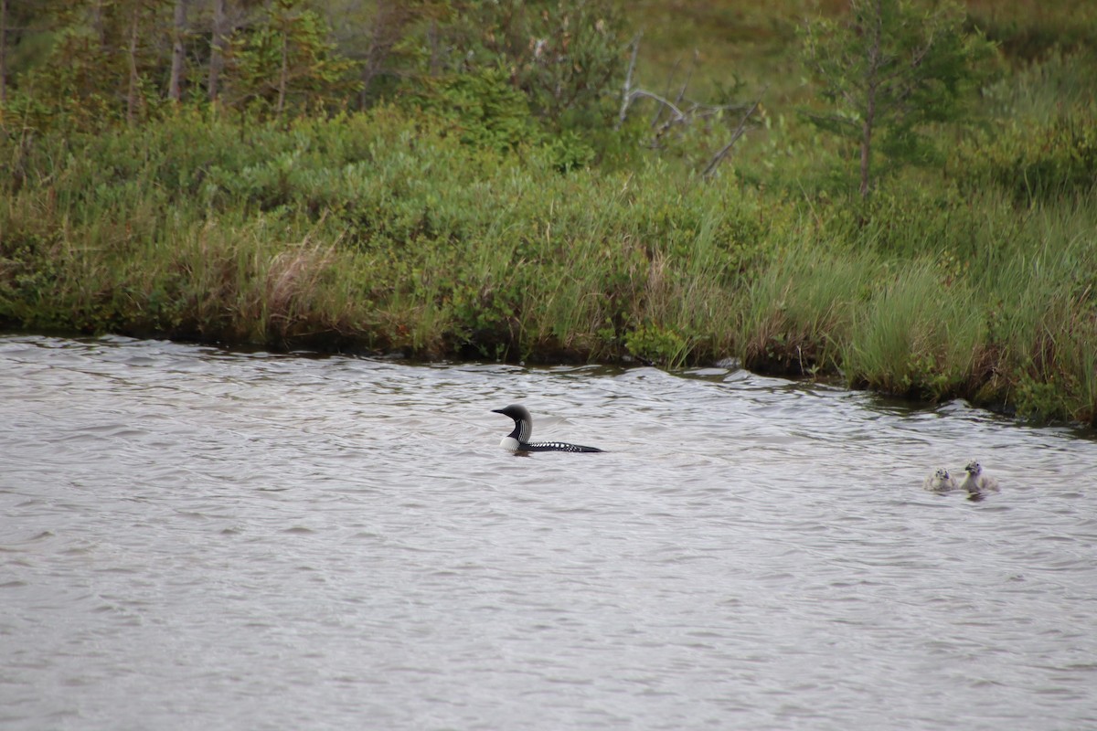 Pacific Loon - ML620011819