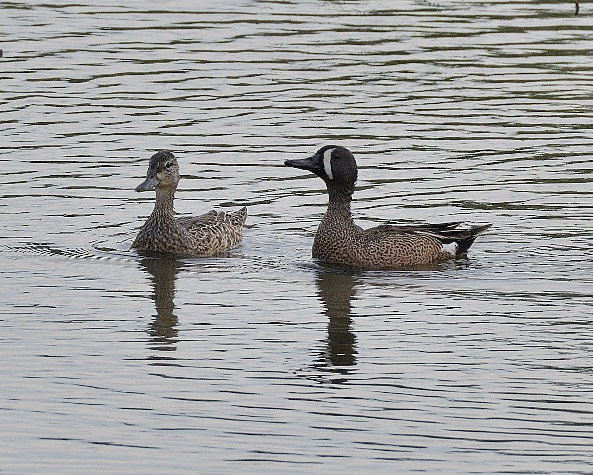 Blue-winged Teal - ML620011832
