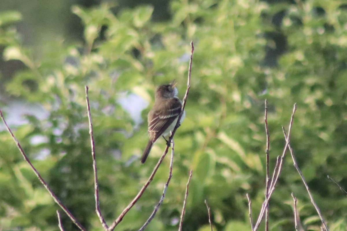 Willow Flycatcher - ML620011861