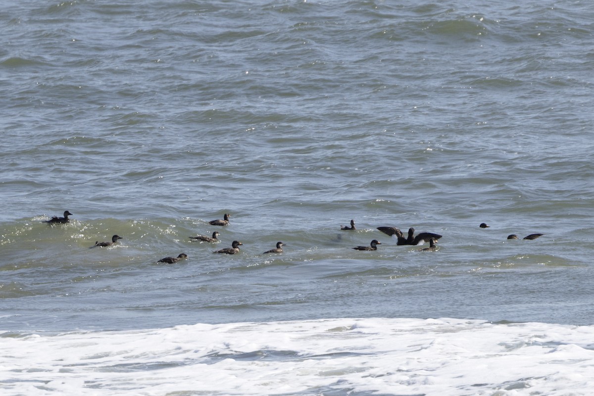 White-winged Scoter - ML620011864