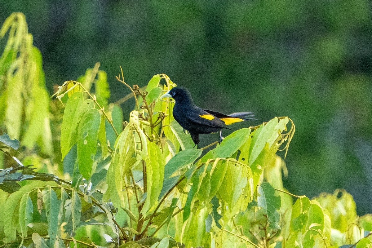 Yellow-rumped Cacique - ML620011865