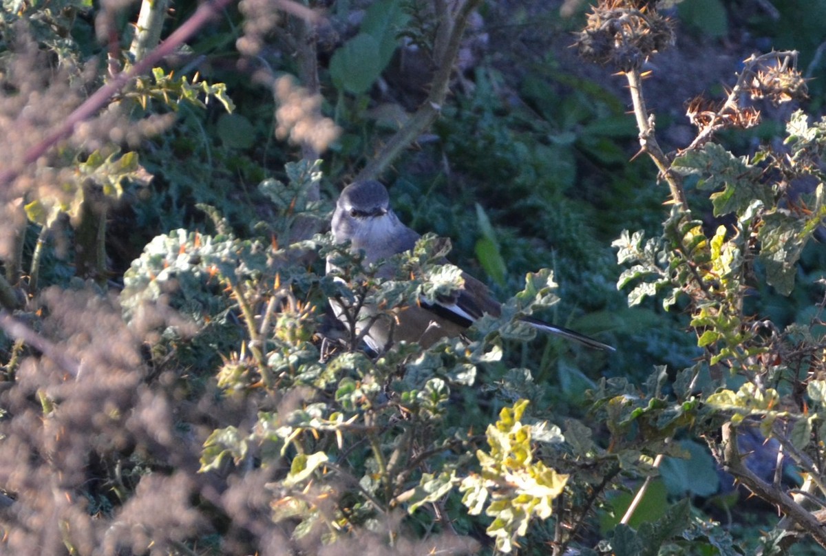 White-banded Mockingbird - ML620011872