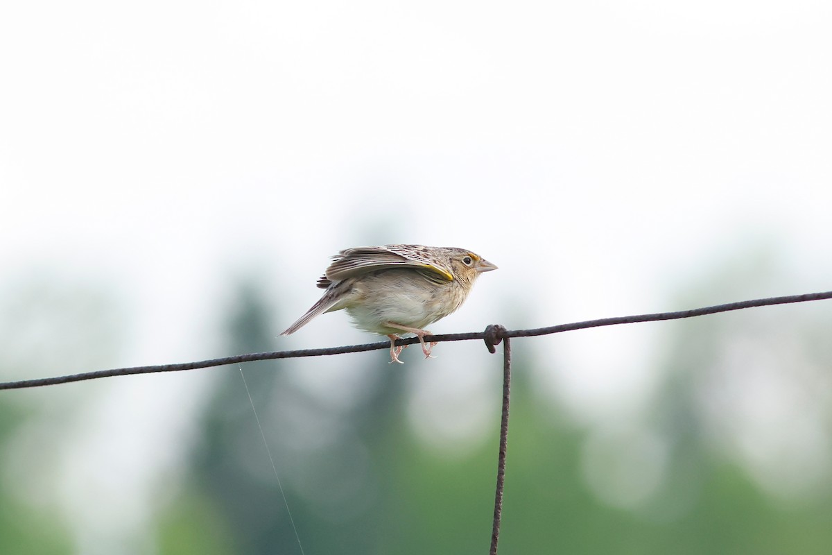 Grasshopper Sparrow - ML620011927