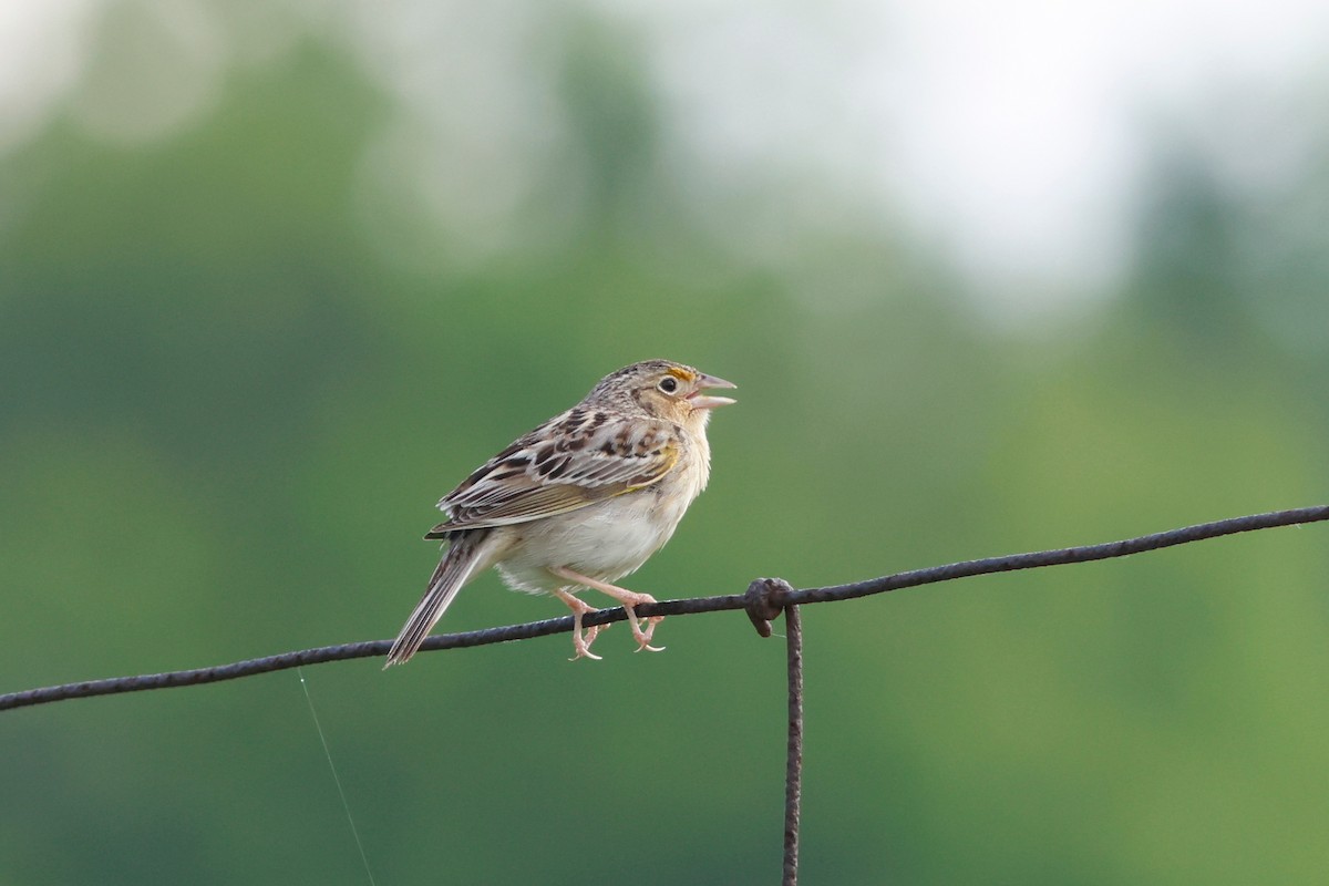 Grasshopper Sparrow - ML620011929