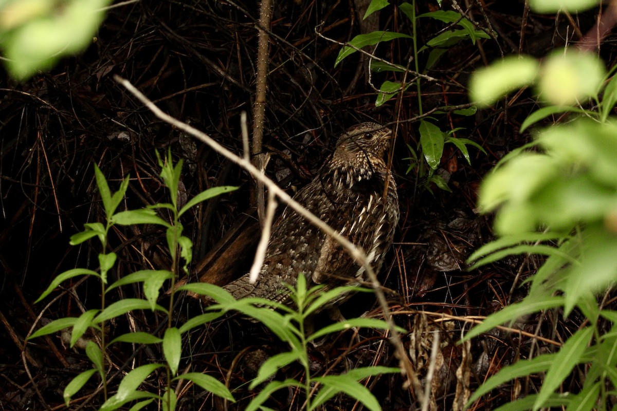 Ruffed Grouse - ML620011958