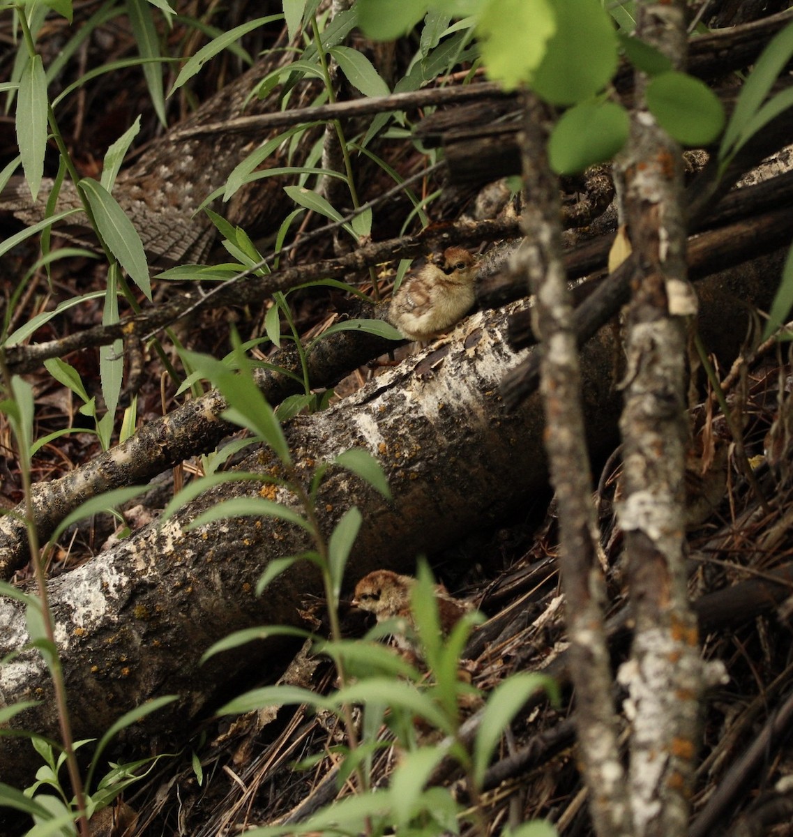 Ruffed Grouse - ML620011960