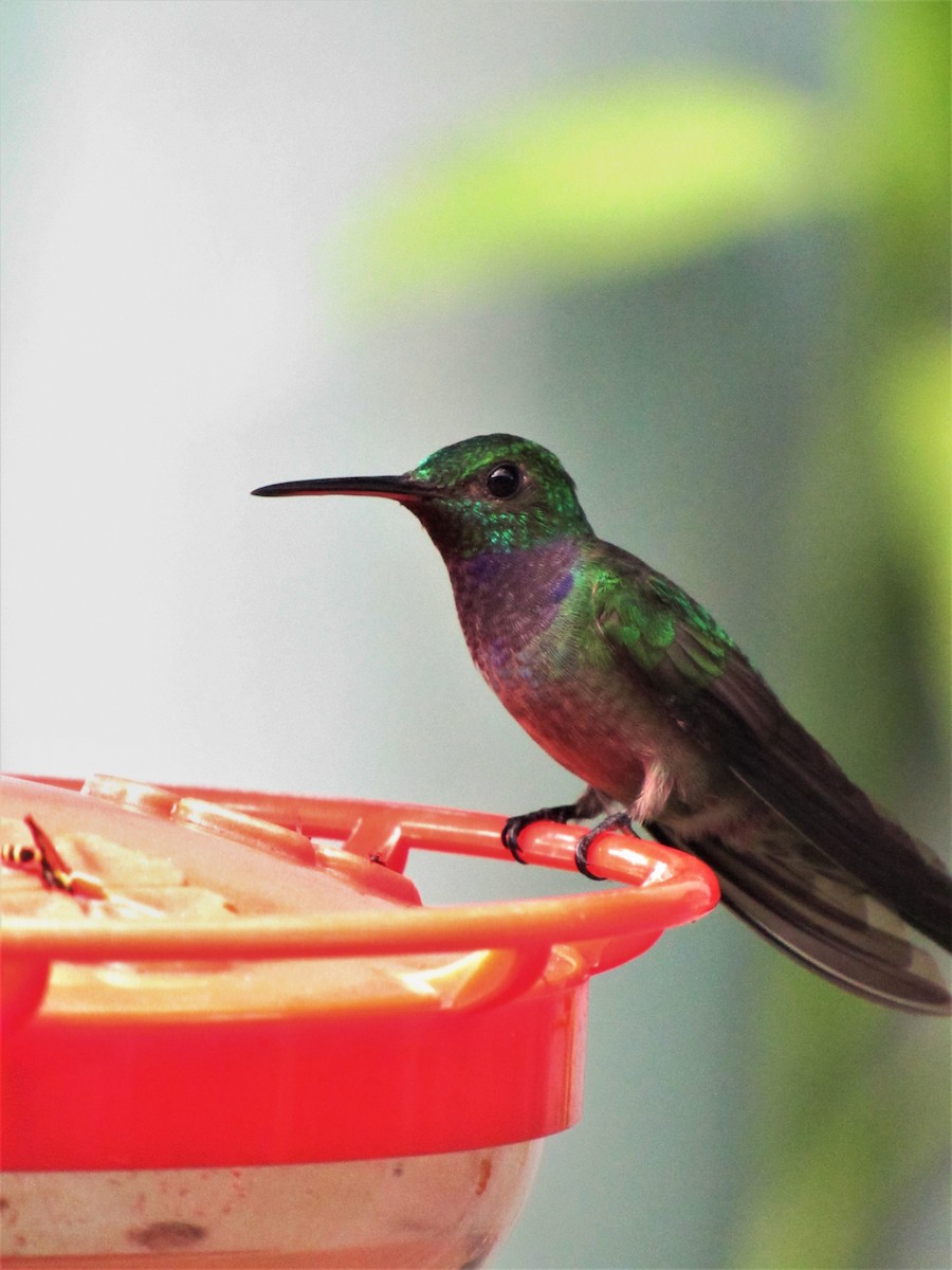 kolibřík modroprsý - ML620011973