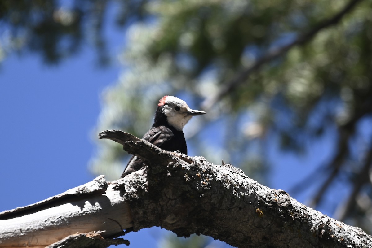 White-headed Woodpecker - ML620011975