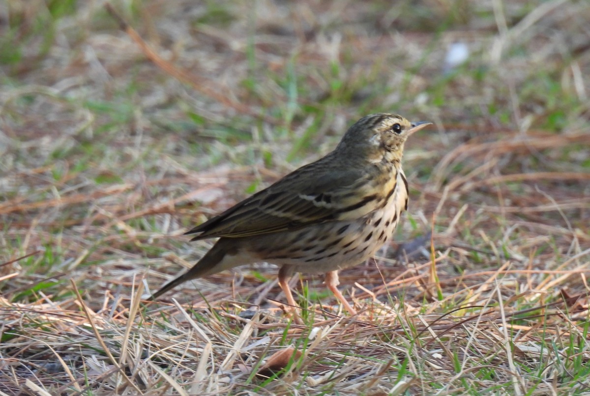 Olive-backed Pipit - ML620011986