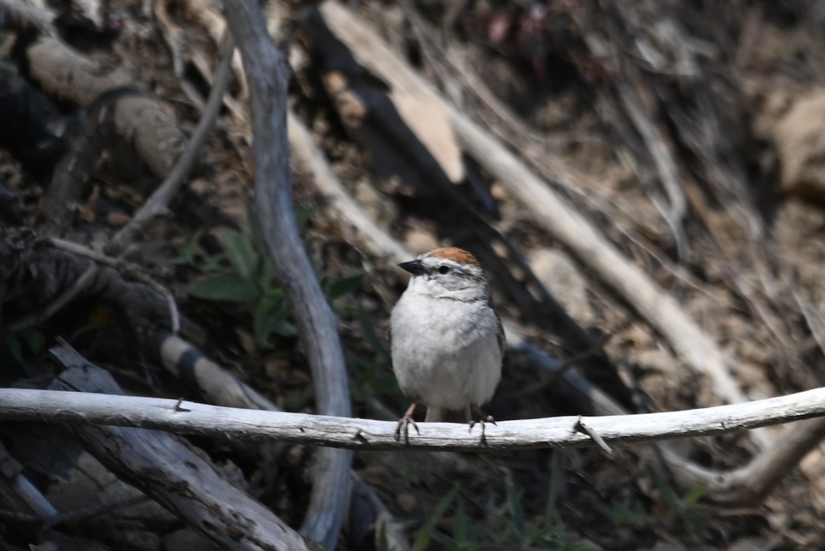 Chipping Sparrow - ML620012002