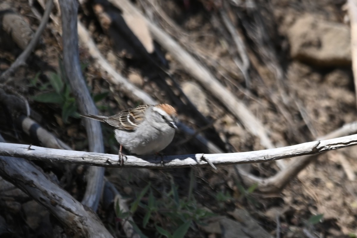 Chipping Sparrow - ML620012003