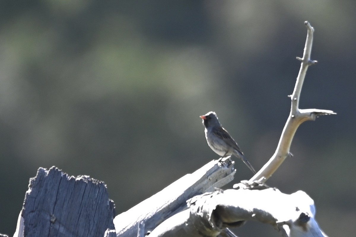 Black-chinned Sparrow - ML620012014