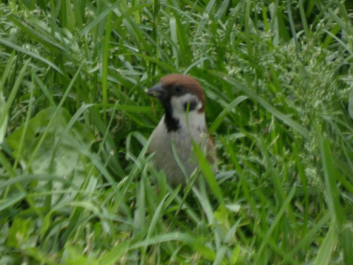 Eurasian Tree Sparrow - ML620012015