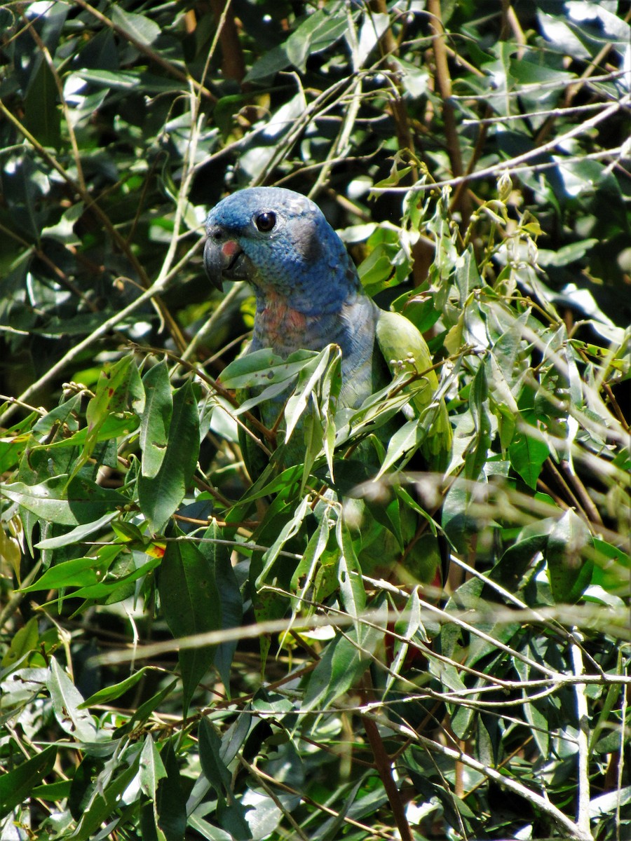 Папуга-червоногуз синьоголовий - ML620012027