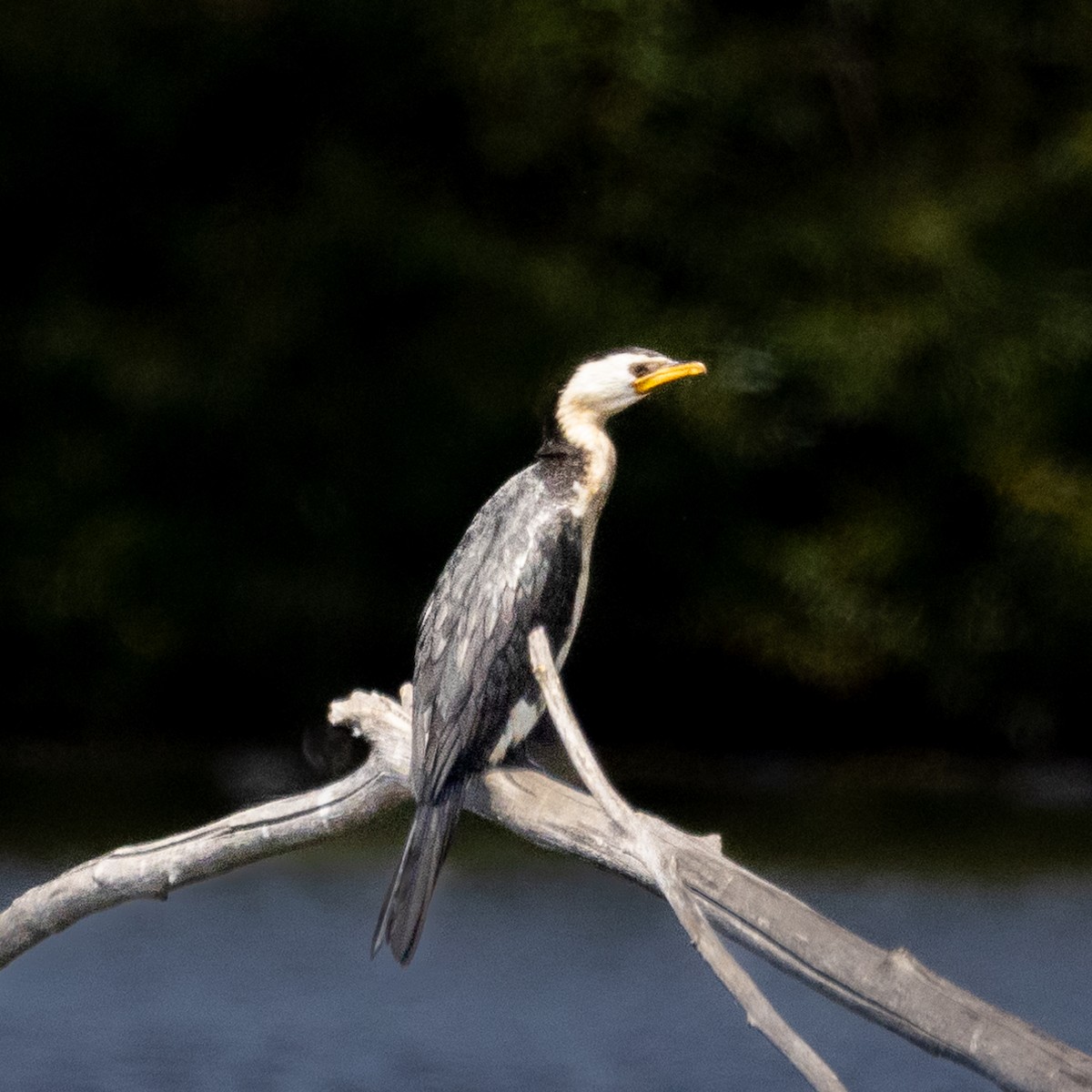 Little Pied Cormorant - ML620012029