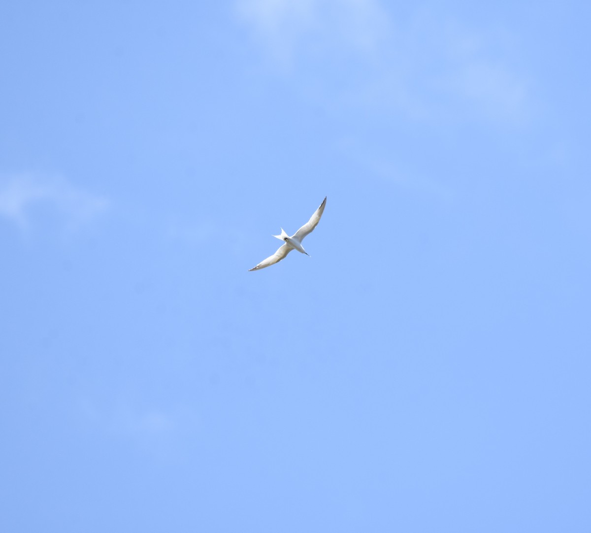 白嘴端燕鷗 - ML620012032