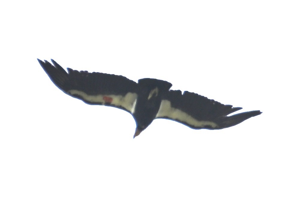 Condor de Californie - ML620012036