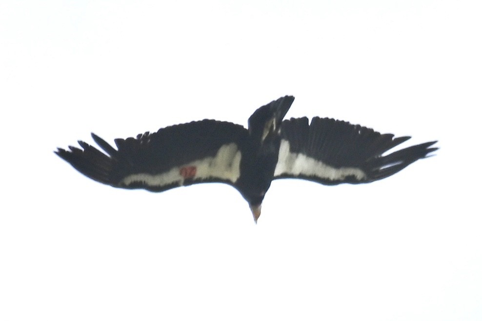 Condor de Californie - ML620012037
