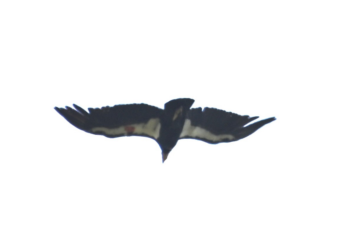 Condor de Californie - ML620012038
