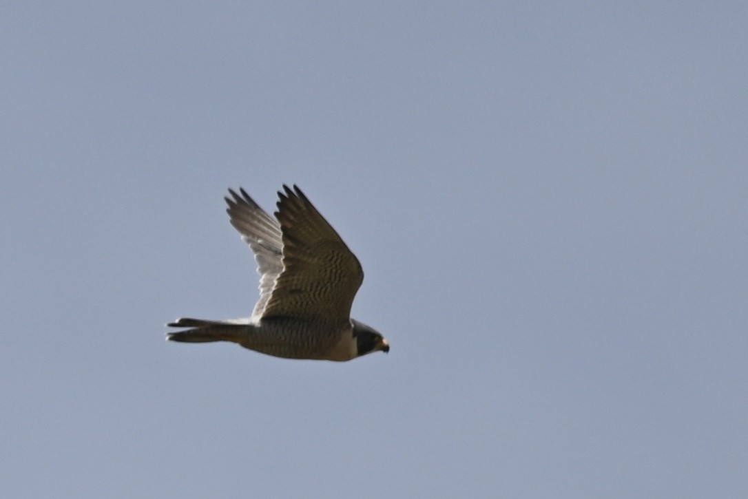 Peregrine Falcon - ML620012042