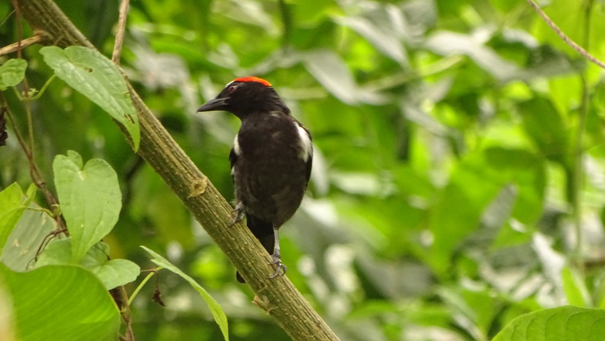Scarlet-browed Tanager - ML620012054