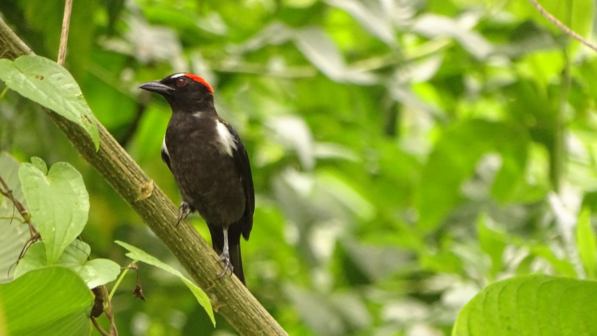 Scarlet-browed Tanager - ML620012055