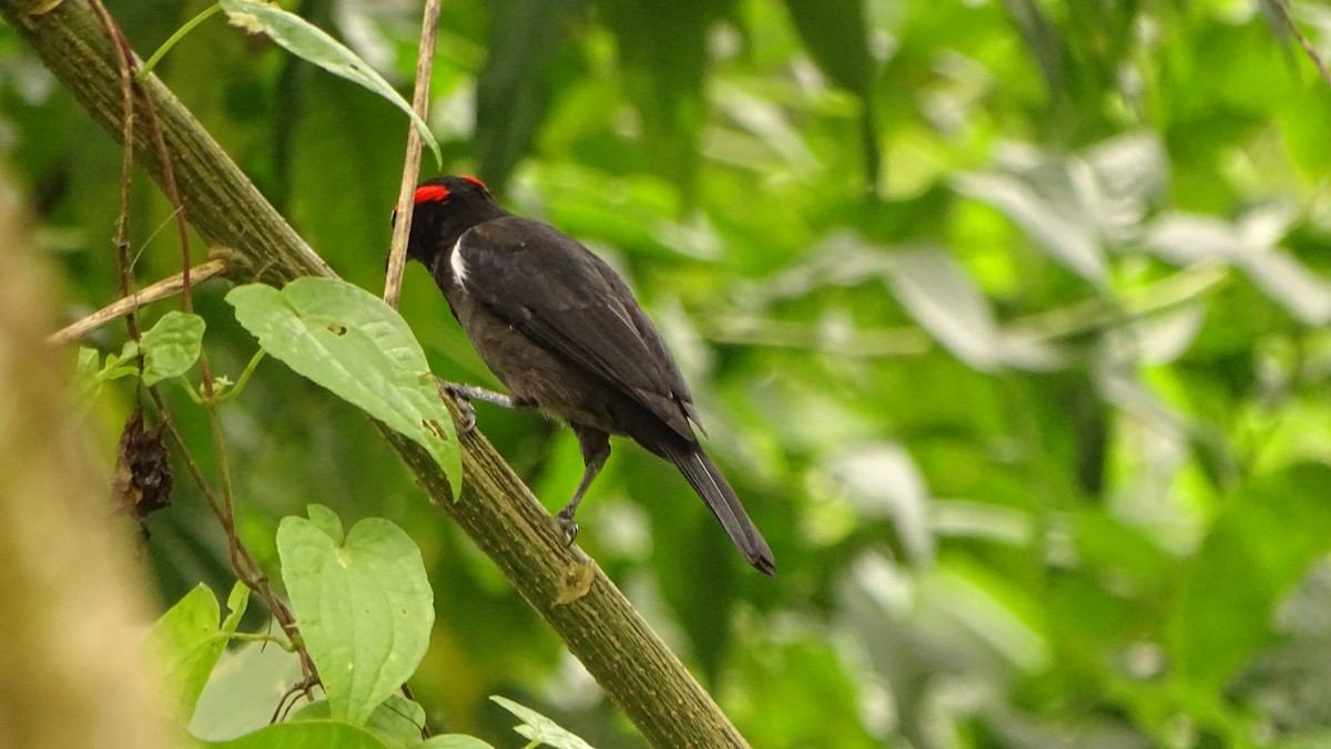 Scarlet-browed Tanager - ML620012056