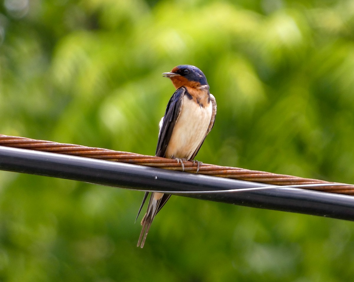 Barn Swallow - ML620012062