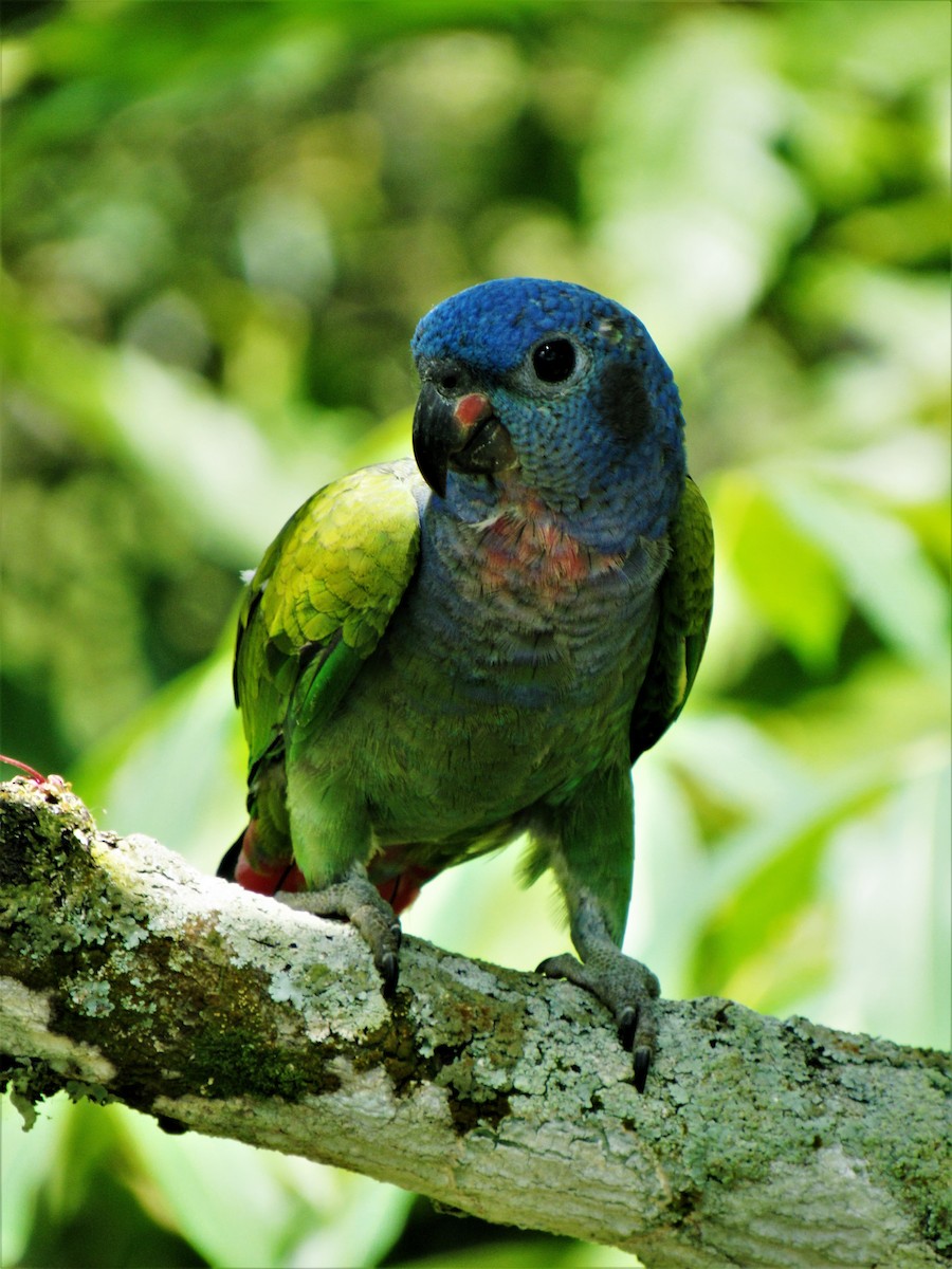 Папуга-червоногуз синьоголовий - ML620012074