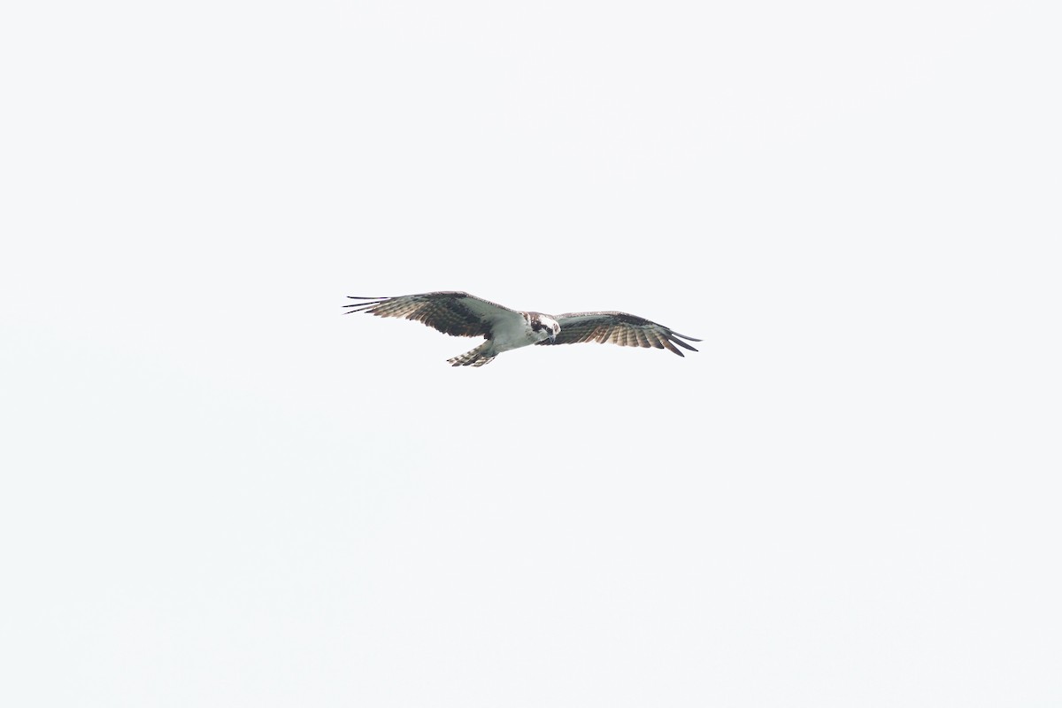 Osprey - ML620012082