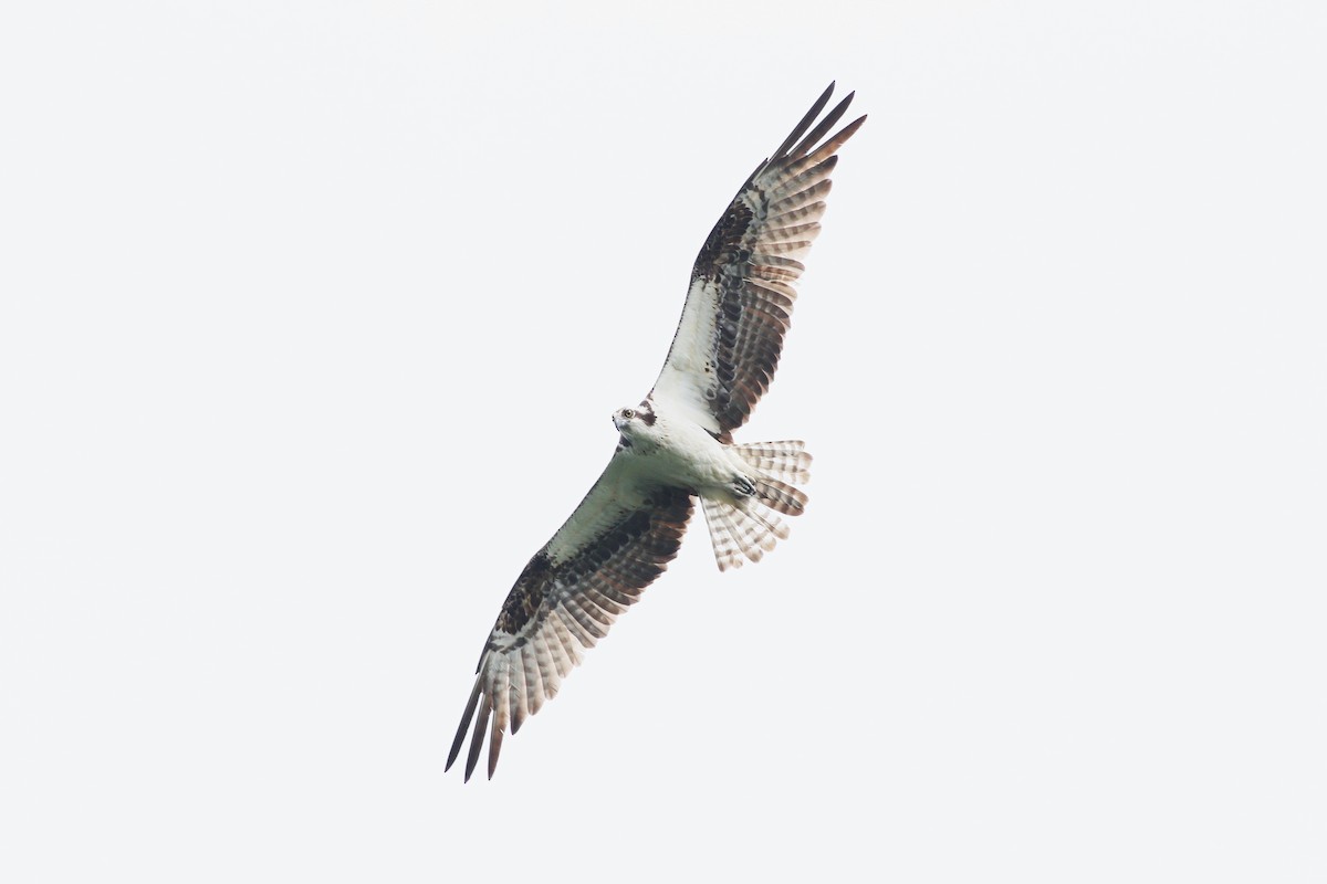 Osprey - ML620012083