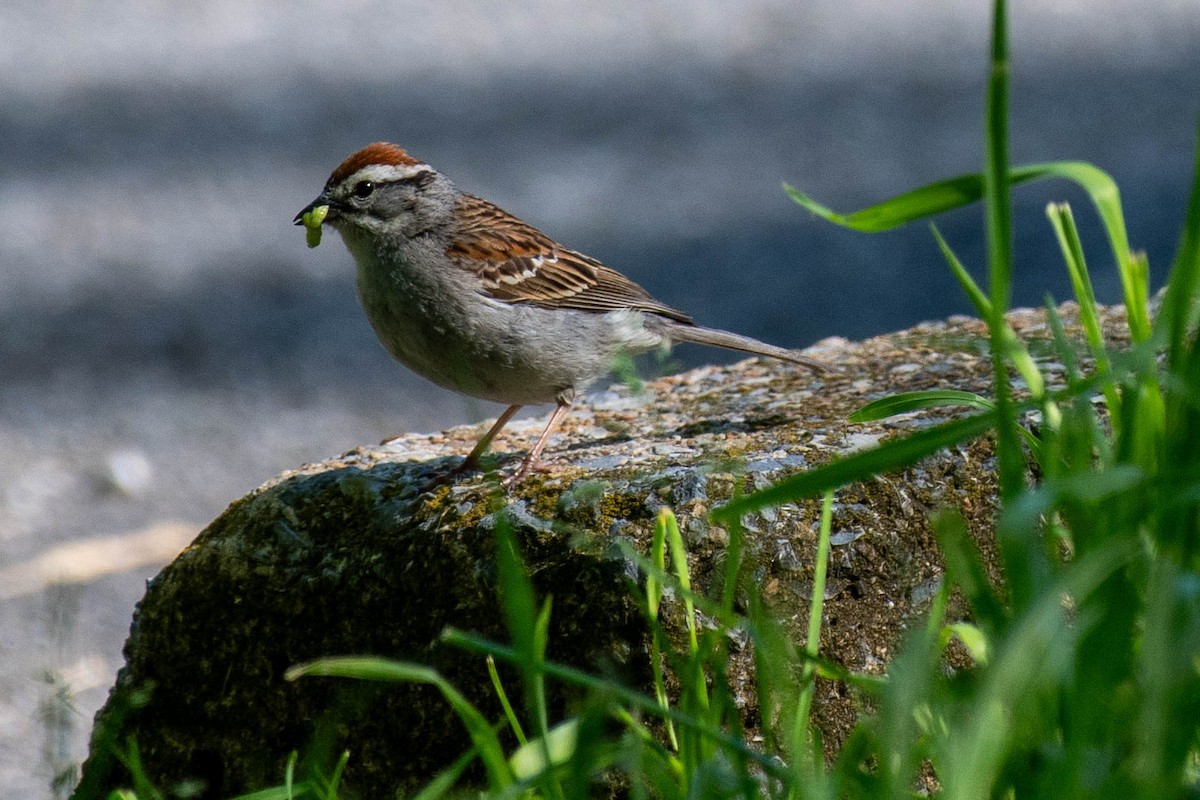 Chipping Sparrow - ML620012089