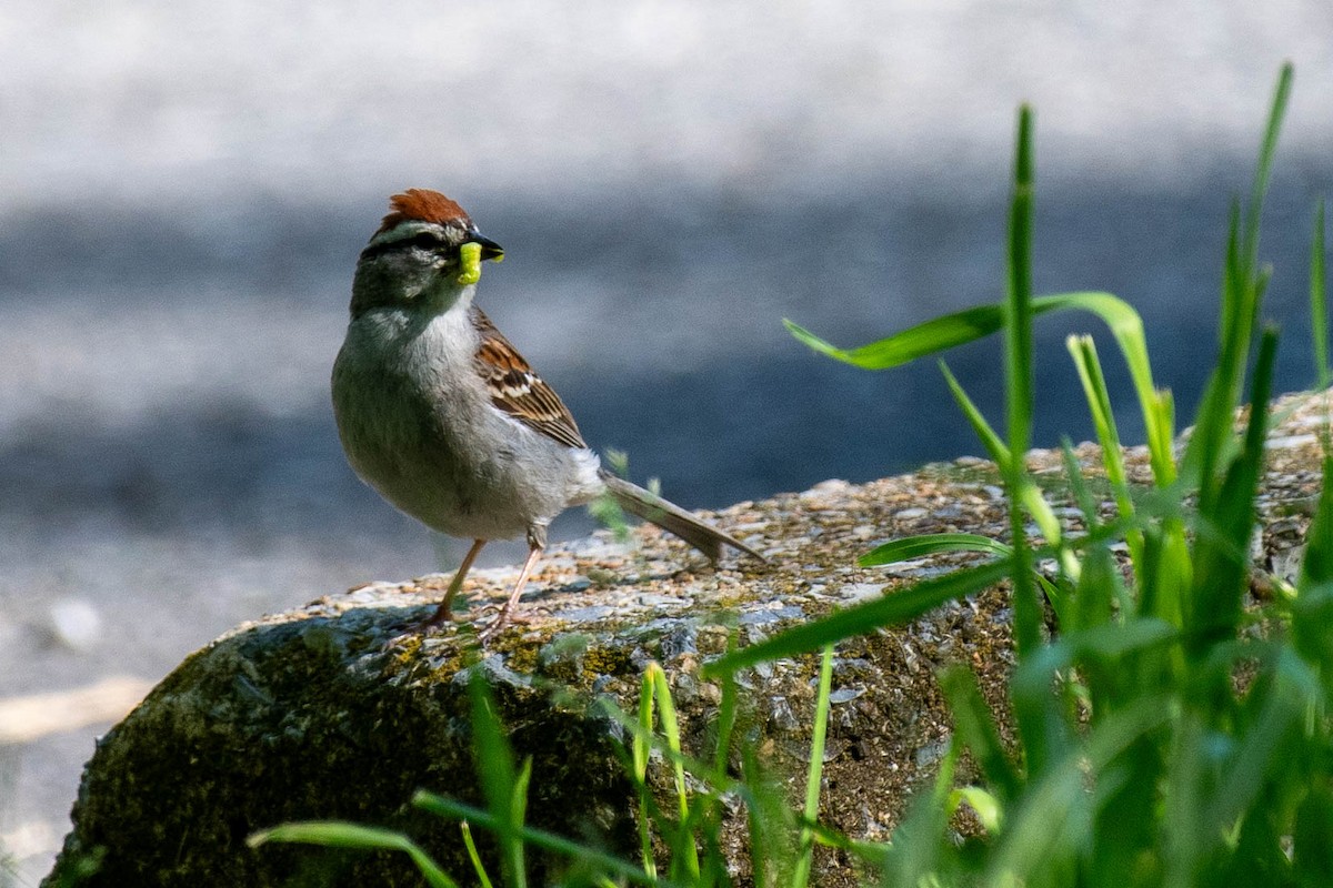 Chipping Sparrow - ML620012090