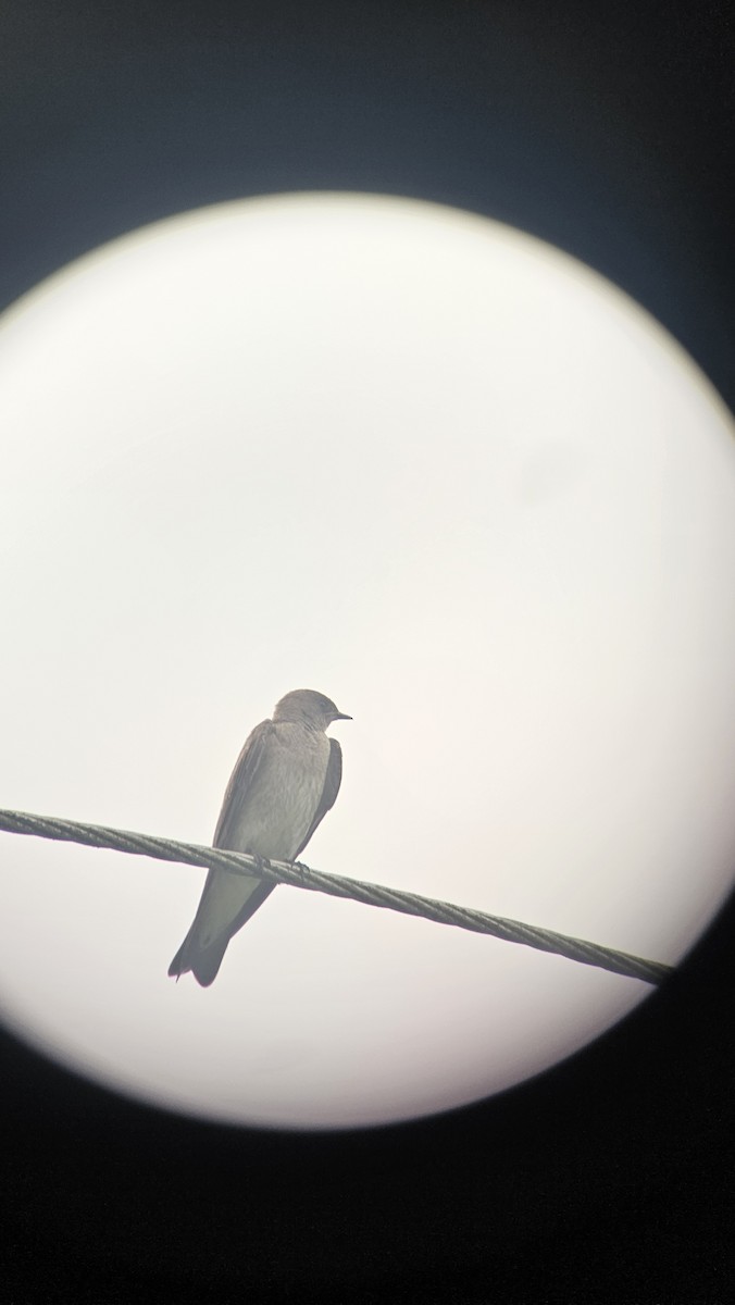 Northern Rough-winged Swallow - ML620012092