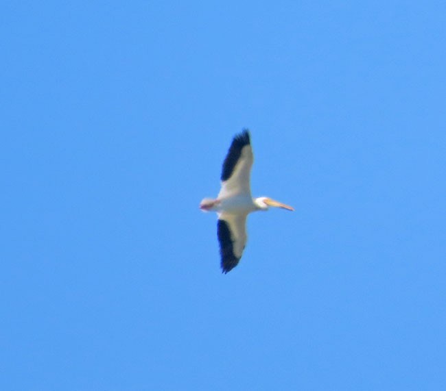 American White Pelican - ML620012099