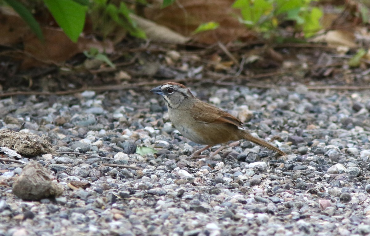 Rusty Sparrow - ML620012111