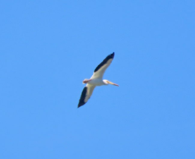 American White Pelican - ML620012133